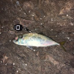 イサキを求めて