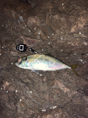 イサキを求めて