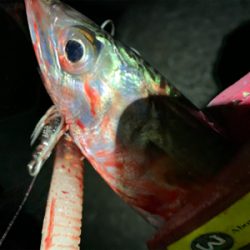 小さいけど初アコウ！