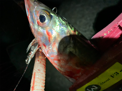 小さいけど初アコウ！