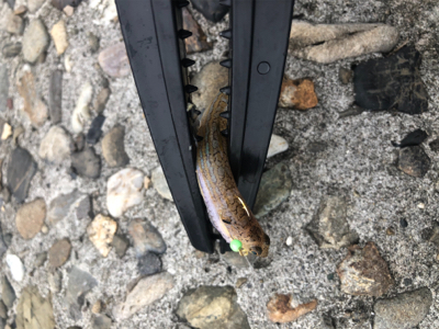 エソエソエソエソ