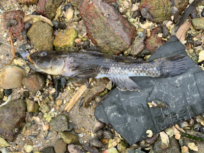 連休で人ばかり。釣れない！