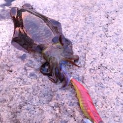 サーフエギング