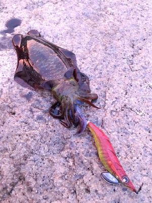 サーフエギング