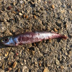 ダツチェイスとハマチ