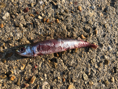 ダツチェイスとハマチ