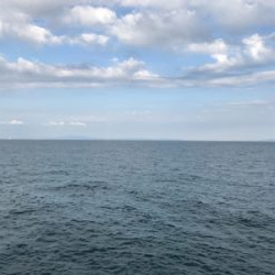 ハマチに成長中