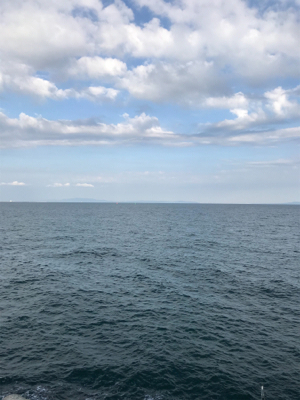 ハマチに成長中