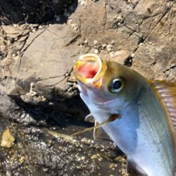 磯からフカセでイサギ＆グレ