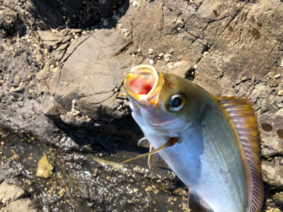 磯からフカセでイサギ＆グレ