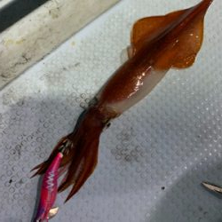 ナイトティップランエギング