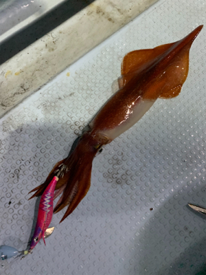 ナイトティップランエギング