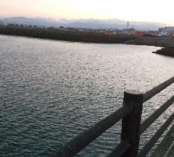 五色浜で、カサゴ、アナゴ、ゴンズイ、サメ、タイ