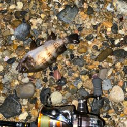 アタリはあるけど