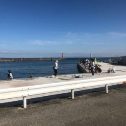 マイワシ、ウルメイワシが乱舞。まさに入れ食い。