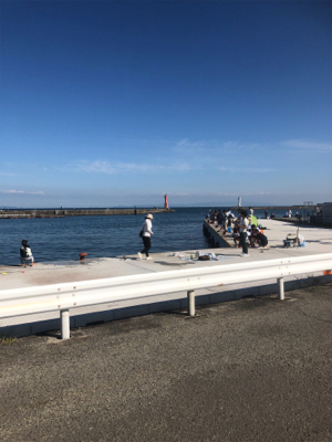 マイワシ、ウルメイワシが乱舞。まさに入れ食い。