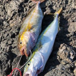 イカさんスクスク成長中