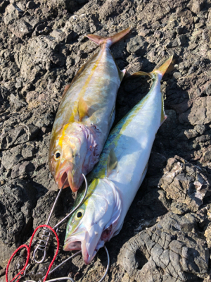 イカさんスクスク成長中