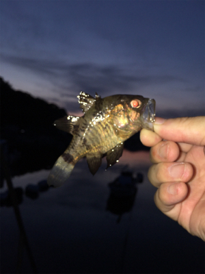 今日は子供会の日?