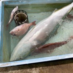 マダイシーズンin、でも名人には勝てない