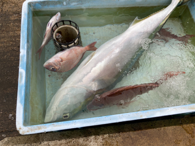 マダイシーズンin、でも名人には勝てない