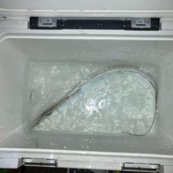 今年初タチウオ