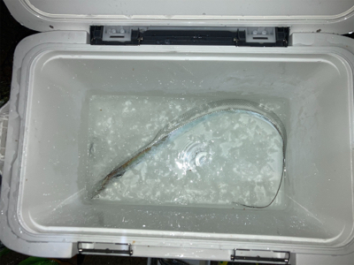 今年初タチウオ