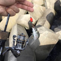 イソメ消化に穴釣り