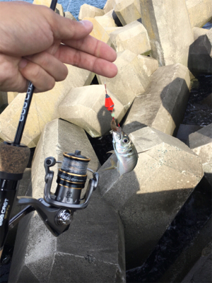 イソメ消化に穴釣り