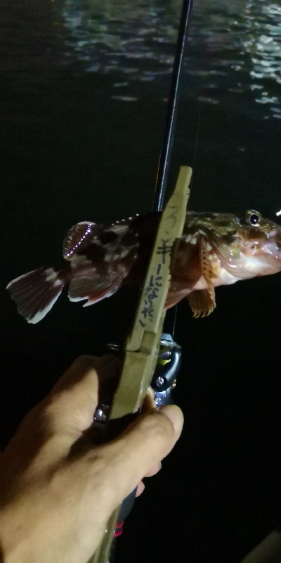 アジング練習 192