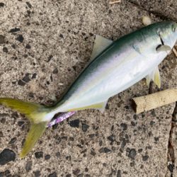 ブリ70センチを頭に、3本の青物釣果！