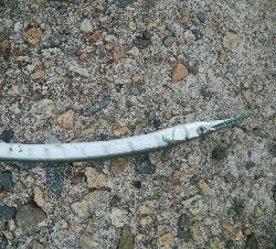 障泥烏賊2杯、キジハタ2匹、アナハゼ1匹、ダツ1