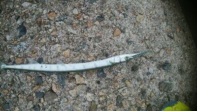 障泥烏賊2杯、キジハタ2匹、アナハゼ1匹、ダツ1