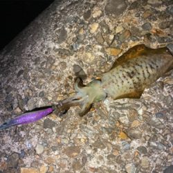 ちょっと大っきくなってきた