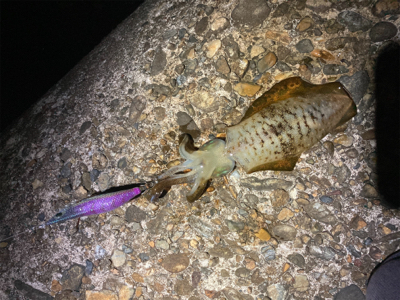 ちょっと大っきくなってきた