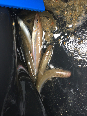 伊良湖サーフから西の浜サーフにて投げ釣りと…