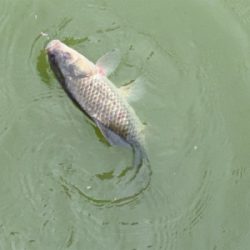 モツゴ　サビキで