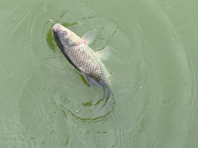 モツゴ　サビキで