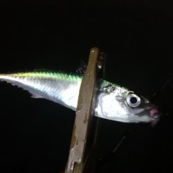 アジング練習 194