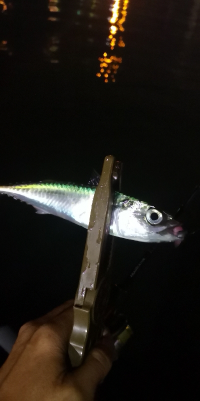 アジング練習 194