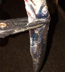 アジングナイト