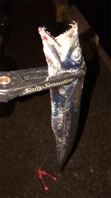 アジングナイト