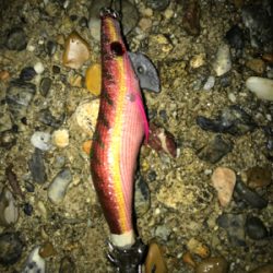 やっとアオリ１杯σ(^_^;)