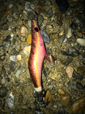 やっとアオリ１杯σ(^_^;)