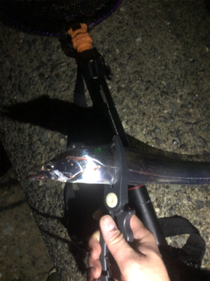 今季　初お目見え