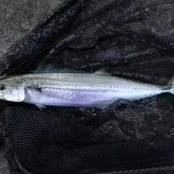 タチウオ&サゴシ！2020ライトゲーム第27戦