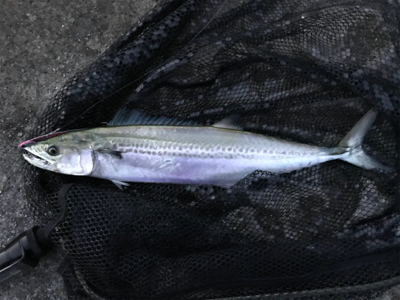 タチウオ&サゴシ！2020ライトゲ…