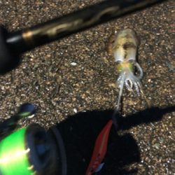 エギングとノマセ