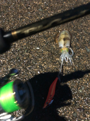 エギングとノマセ