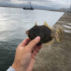 人生初のタチウオ！その引きと美味にハマりそうw